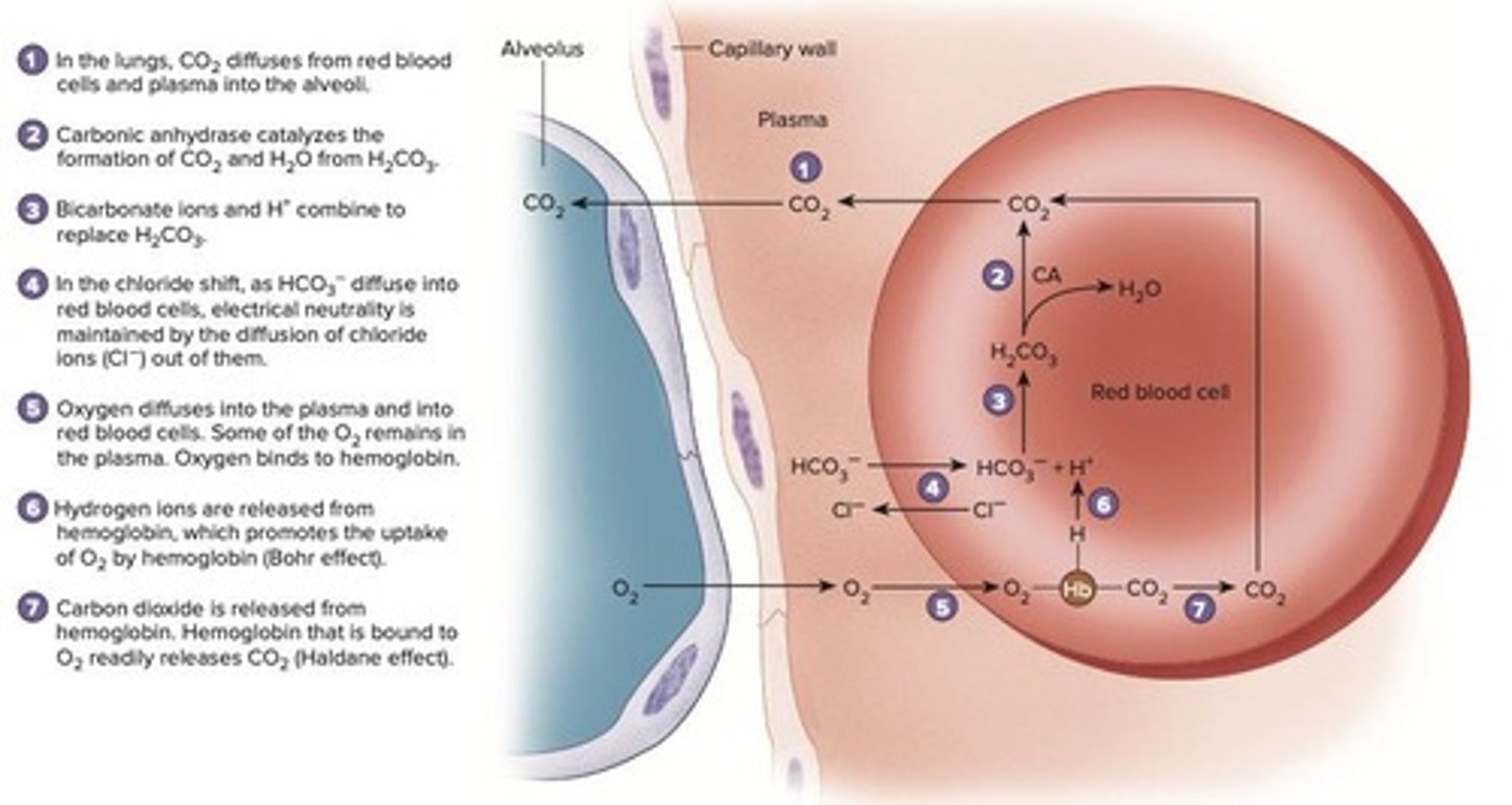 <p>Exchange of bicarbonate and chloride ions in blood.</p>
