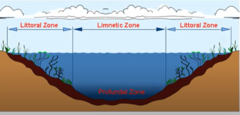 littoral: shallow ends of lake with rooted vegetation, lots of productivity and biodiversity
limnetic: open water
profundal: where light cannot penetrate