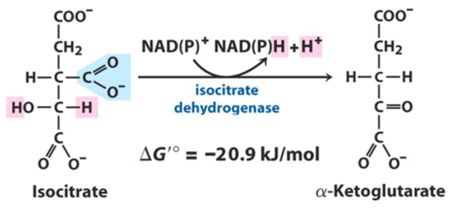 <p>Isocitrate Dehydrogenase</p>
