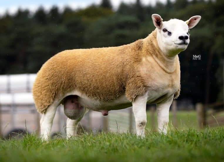 <p>Origin: Holland (1980s-1990s)</p><p>Known in Europe as a dominant meat breed</p><p>noted for heavy muscle &amp; carcass</p><p>quite small ( up to average huma’s knee</p><p>looks like a pig/pitbull</p>