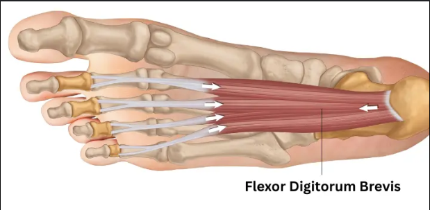 <p>bottom of feet</p>