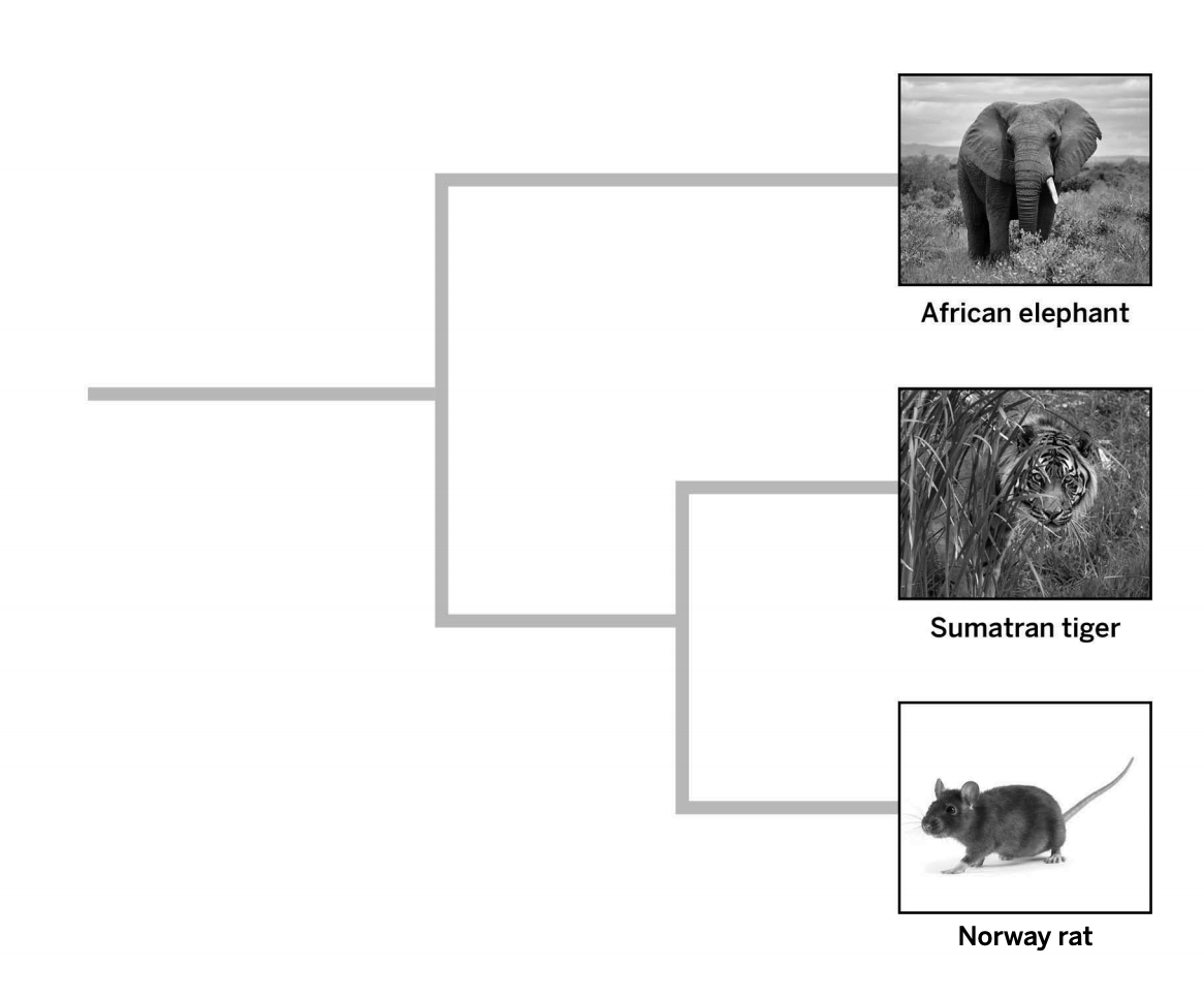 <p>All three species share a common ancestor, but the Sumatran tiger and Norway rat are more closely related to each other.</p>