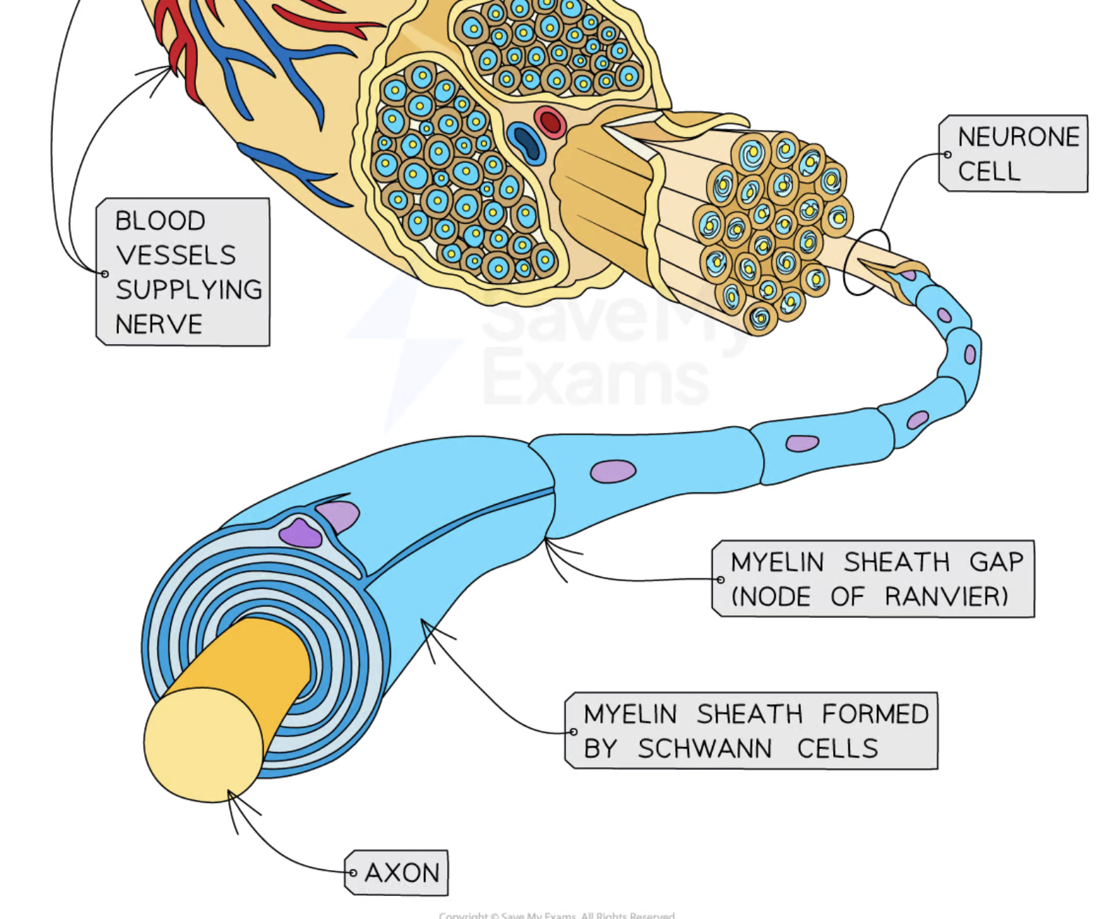 <p>Label a nerve with these features:</p><ul><li><p>Protective sheath</p></li><li><p>Myelinated nerve fibres</p></li><li><p>Unmyelinated nerve fibres</p></li></ul><p></p>
