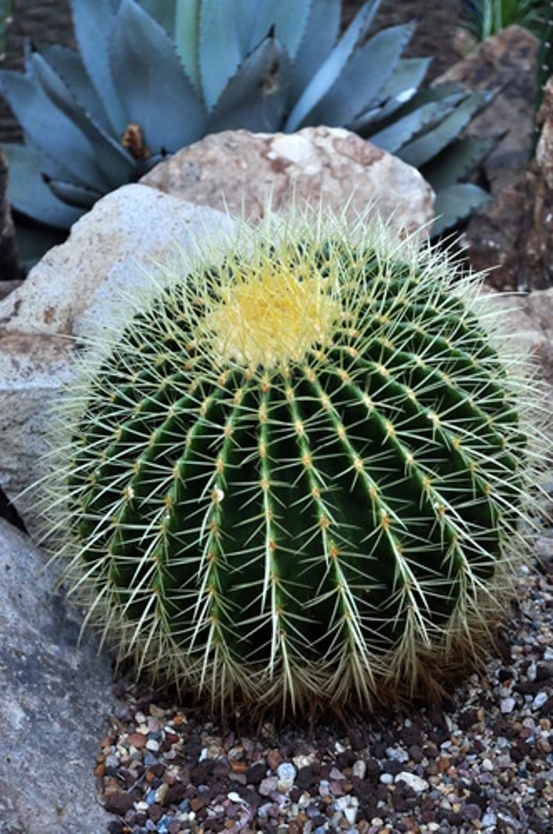 <p>Xương rồng</p>