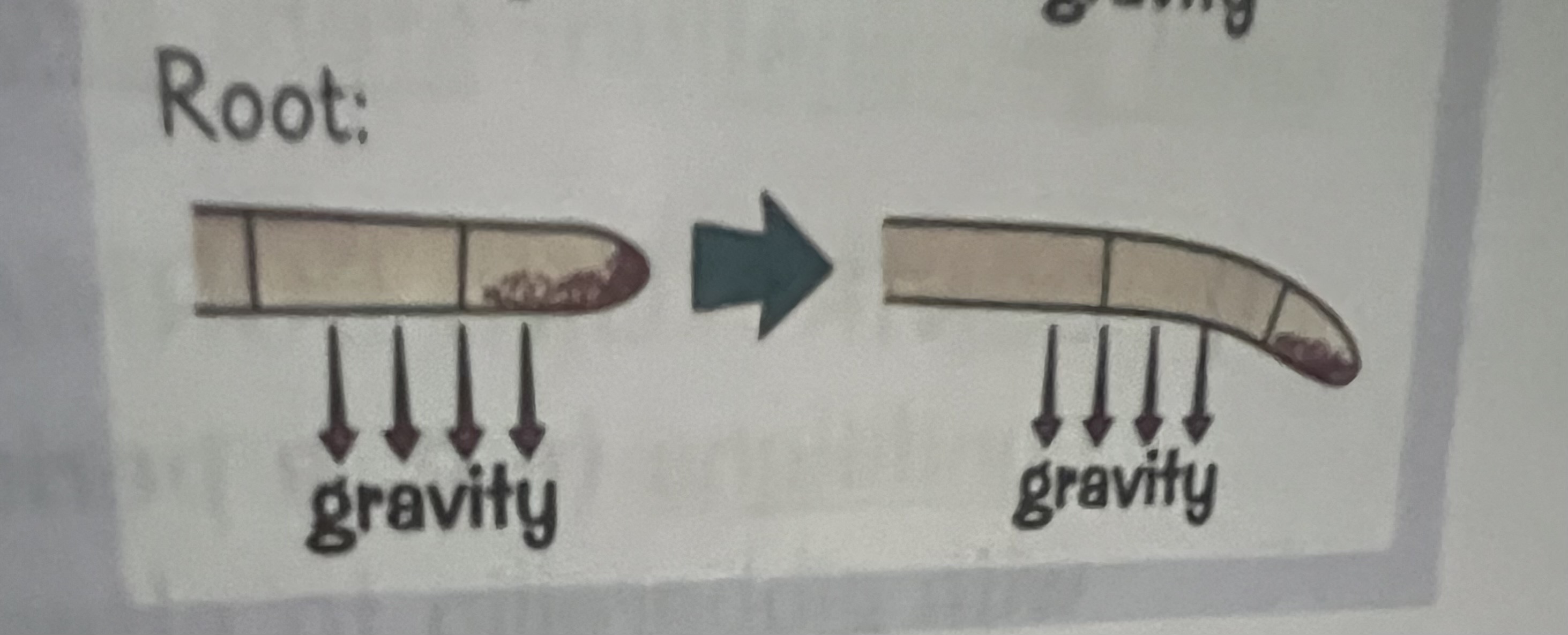 <p>How do roots grow towards gravity</p>