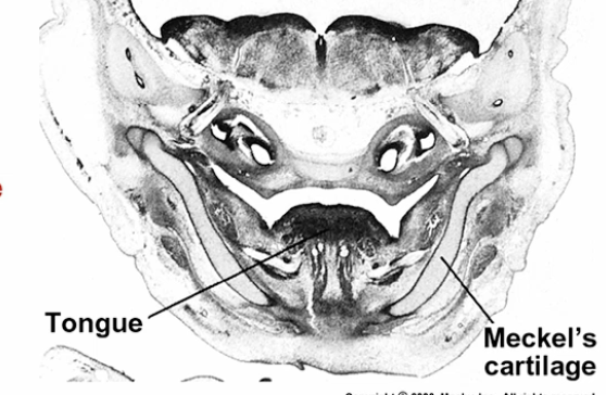 <p>What does Meckel’s cartilage do?</p>