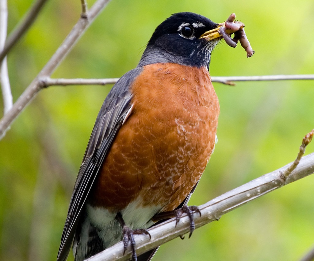 <p>Secondary Consumer</p>