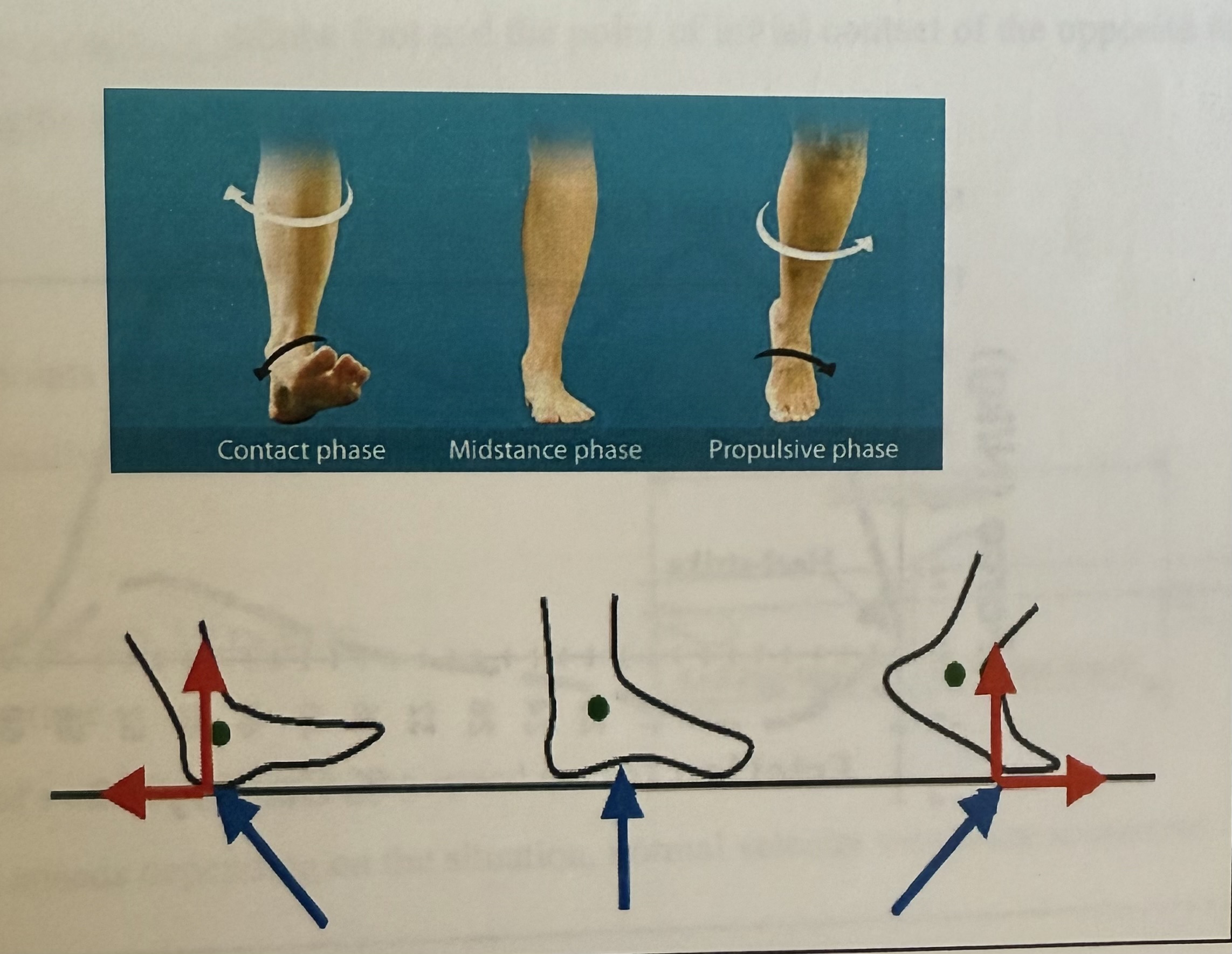 <ul><li><p>40% of single gait cycle</p></li><li><p>acceleration</p></li><li><p>deceleration</p></li></ul><p></p>
