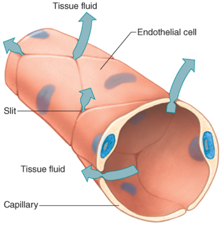 <ul><li><p>are the smallest of the blood vessels</p><ul><li><p>RBC pass through them in single file</p></li></ul></li><li><p></p></li><li><p>high preassure, cause blood plasma to leak </p><ul><li><p>called interstitial fluid (exchange site of blood and tissue) </p><ul><li><p>contains</p></li><li><p>water</p></li><li><p>nutrients</p></li><li><p>hormones</p></li><li><p>gasses</p></li><li><p>waste</p></li><li><p>small proteins of blood</p></li></ul></li></ul></li><li><p>They connect arterioles to venules </p></li><li><p>they are abundant/numerous </p></li><li><p>have very thin walls </p><ul><li><p>only about one cell layer thick. </p></li><li><p>The allow substances to easily pass into and out of capillaries. </p></li></ul></li><li><p>they are referred to as exchange vessels. </p><ul><li><p>exchanging between tissues </p><ul><li><p>waste</p></li><li><p>nutrients</p></li><li><p>gasses </p><ul><li><p>O2 and CO2 readily diffuse in and out</p></li></ul></li><li><p>hormones<br></p></li></ul></li></ul></li><li><p>Have precapillary sphincters that control </p><ul><li><p>the amount of blood that flows into them. </p></li></ul></li><li><p>The substances that move through the capillary walls do so through </p><ul><li><p>diffusion</p></li><li><p>filtration</p></li><li><p>osmosis.</p></li></ul></li></ul><p></p><ul><li><p>Because blood is under pressure as it enters the capillary, </p><ul><li><p>water is forced through the capillary wall via filtration. </p></li><li><p>This allows water to enter a tissue fluid of the body. </p></li><li><p>By the time blood leaves a capillary, it has a high solid concentration and a low water concentration; </p><ul><li><p>water therefore moves back into the capillary through osmosis. </p></li><li><p>Water always moves toward the greater concentration of solids, if possible.</p></li></ul></li></ul></li></ul><p></p>