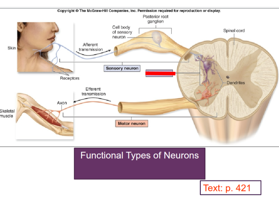 <p>carry impulses within the CNS</p>