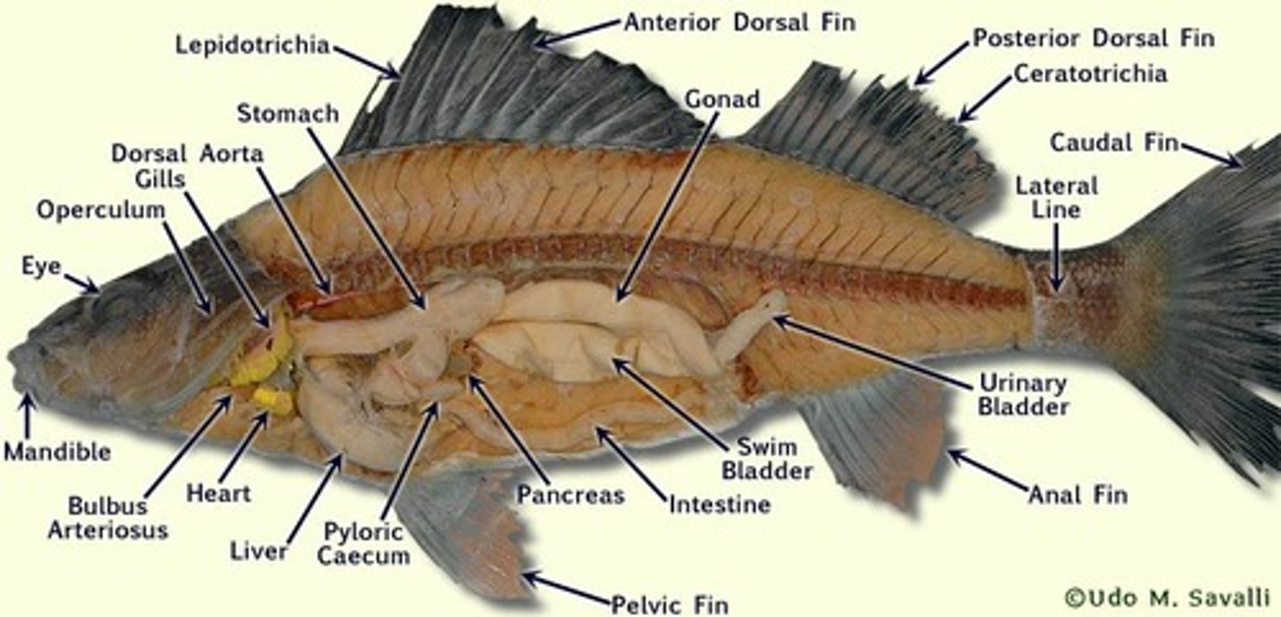 <p>where bile is concentrated</p>