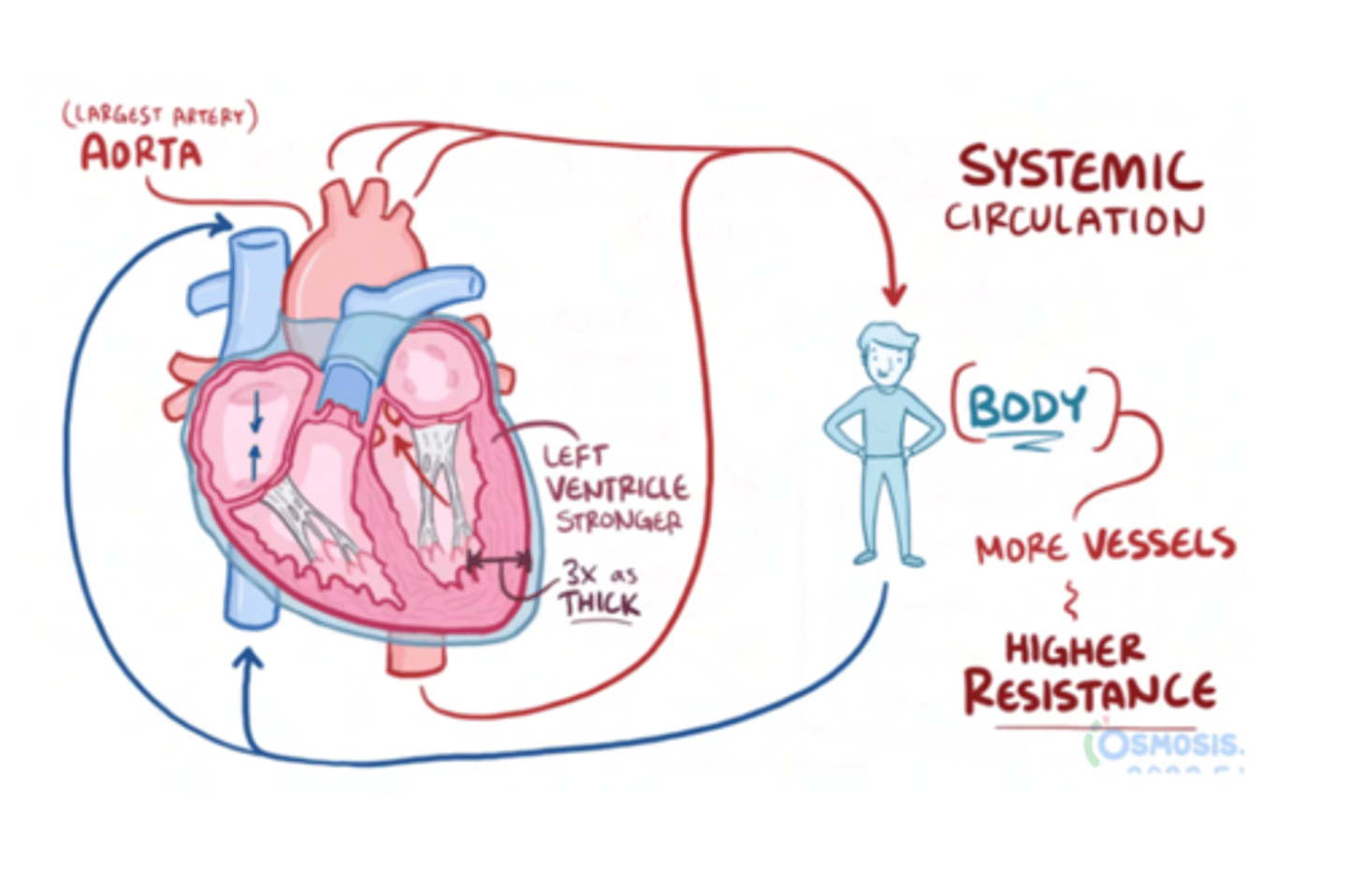 <p>It is 3 times thicker than the one on the right, in order to pump blood into the aorta at high pressures </p><p>SAME THICKNESS AT BIRTH, IT IS DEVELOPED DUE TO THE HIGH PRESSURE OF THIS CAVITY</p>