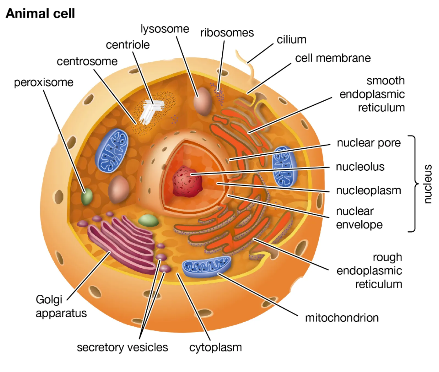 <p>Complex cells with a membrane-bound nucleus and organelles (endoplasmic reticulum, Golgi apparatus, chloroplasts, etc). Eukaryotes are 10 to 100 times larger than prokaryotes.</p><p><span style="font-family: hurme_no2-webfont, -apple-system, BlinkMacSystemFont, sans-serif">DNA tightly wrapped around histone proteins in chromosomes, cellulose in plant cell walls.</span></p>