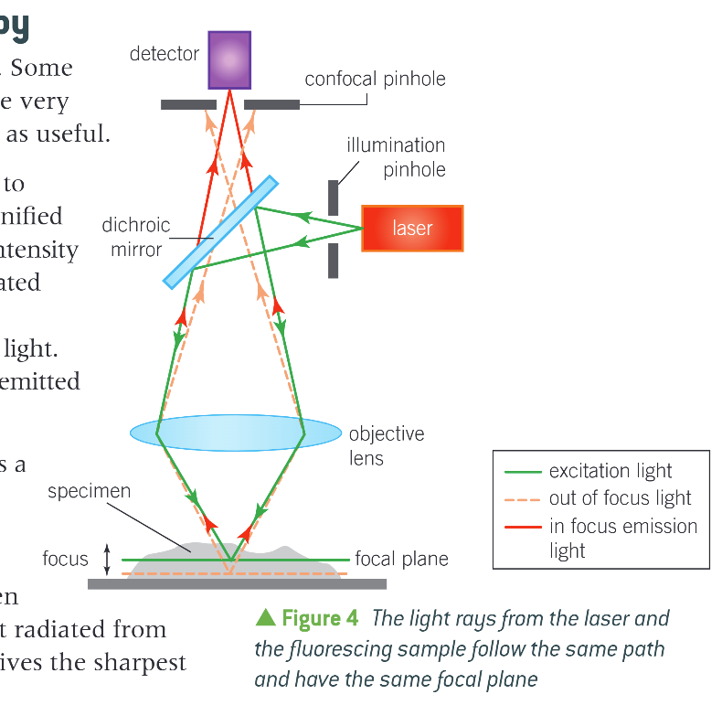 <ul><li><p>Moves a single spot of focused light across a specimen</p></li><li><p>Causes fluorescence dyes from components to give off light</p></li><li><p>Emitted light filtered thru pinhole</p><ul><li><p>Only light radiated from v. close to focal plane is detected </p></li></ul></li><li><p>Less mag. than light, higher res than light</p></li></ul><p></p>