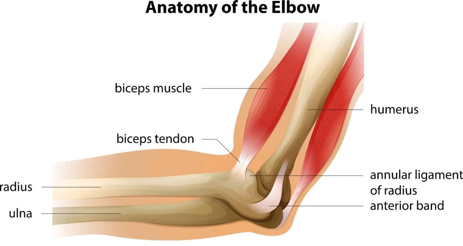 <p><span style="color: rgb(43, 49, 80)">Which type of connection do ligaments create?</span></p>