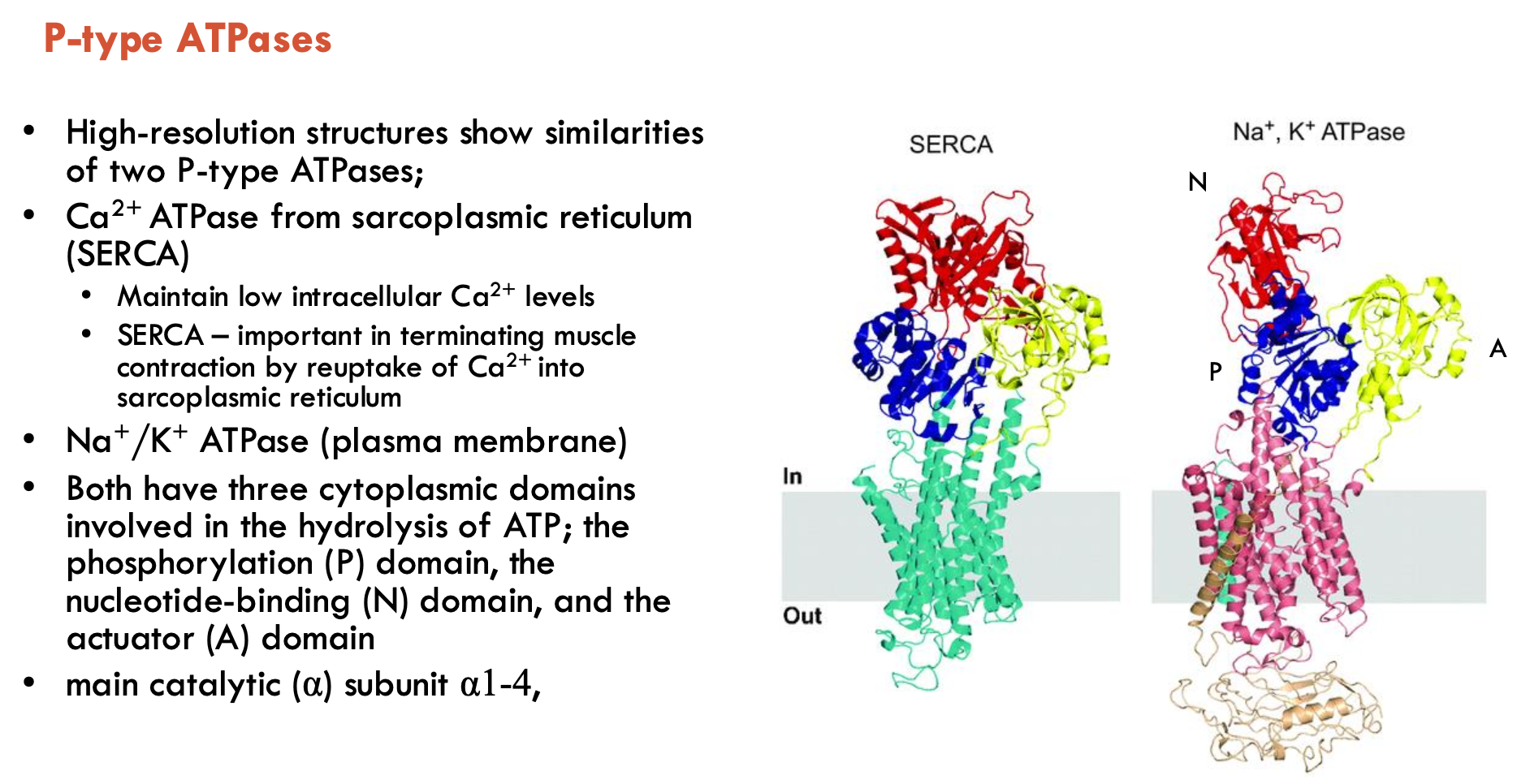 <p><strong>Ca<sup>2+</sup> ATPase</strong> from SR (SERCA) and <strong>Na<sup>+</sup>/K<sup>+</sup> ATPase </strong>(plasma membrane)</p><ul><li><p>both have 3 cytoplasmic domains involved in ATP hydrolysis:</p><ul><li><p>phosphorylation <strong>(P)</strong>, nucleotide-binding <strong>(N)</strong>, and actuator <strong>(A)</strong> domains</p></li></ul></li><li><p>main catalytic (<strong>α</strong>) subunit α1-4</p></li></ul><p></p>