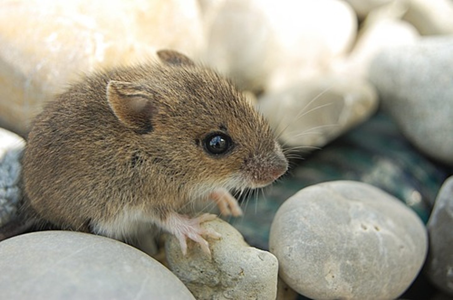 <p>I have a mouse</p>