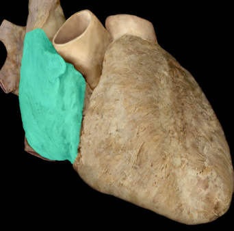 <p>Right atrium</p>