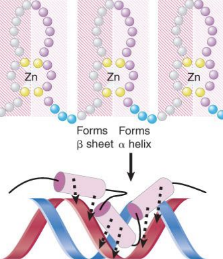 <ul><li><p>Activators are classified according to the type of DNA binding domain. </p></li><li><p>Members of the same group have sequence variations of a specific motif that confer specificity for individual DNA target sites</p></li><li><p>zinc finger-domain - DNA-binding motif that typifies a class of transcription factor</p></li></ul>