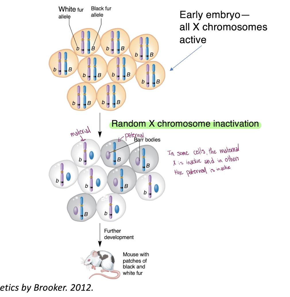 <p>-stating that only one of the two X-chromosomes in a female is functional, the other having become inactive early in development</p><p>-Either the maternal or the paternal X-chromosome may be inactivated in any given cell </p><p>-Mosaic patterns of black and yellow-orange patches in female calico and tortoiseshell cats are due to random X inactivation </p><p>-Genes for coat color are on the X chromosome, Males are hemizygous and have only 1 allele for coat color </p>