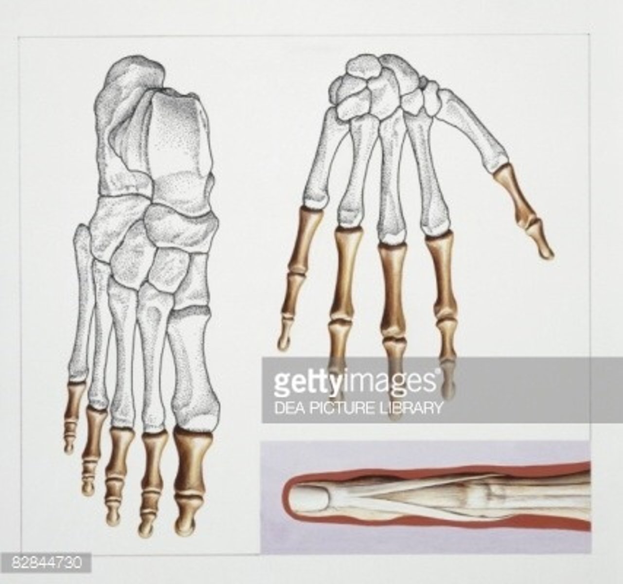 <p>bones of the finger and toes, has 14 bones per hand and foot</p>