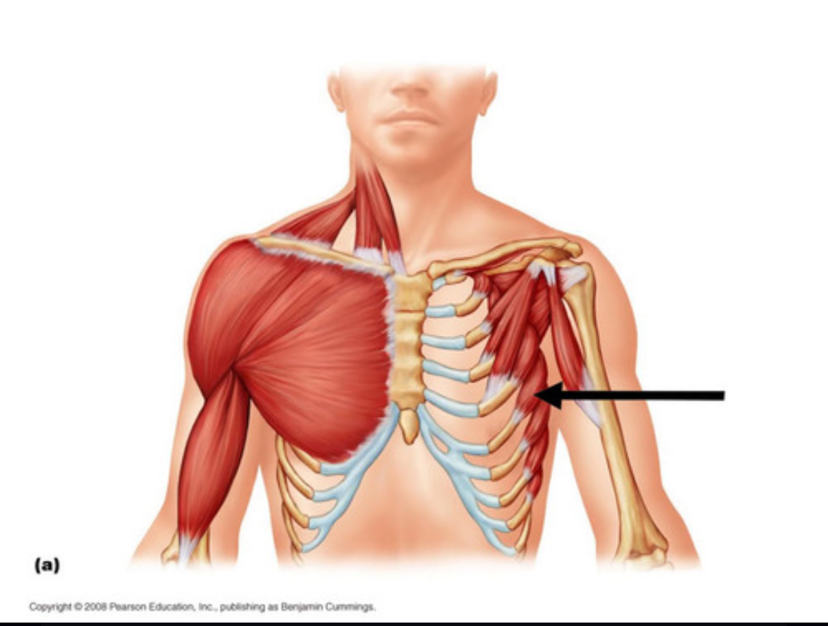 <p>what muscle is this?</p>
