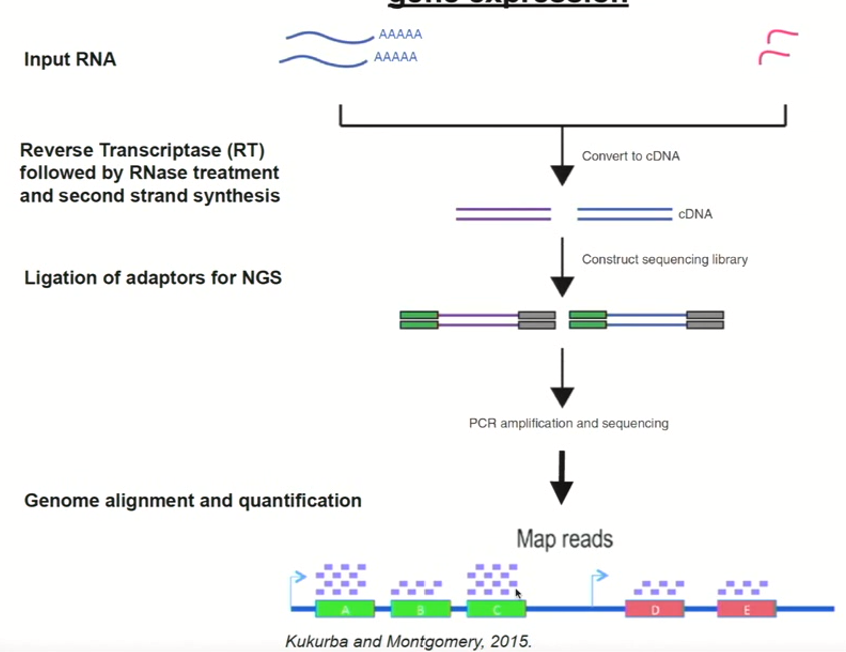 <ul><li><p>After mRNA is converted to double stranded cDNA, we can adapt the cDNAs</p></li><li><p>We do this by putting on <strong>known sequence adaptors</strong> at each end of the cDNA molecules throughout the entire sample</p></li><li><p>Then, <strong>we can amplify using PCR and sequence with next generation sequencing</strong></p></li><li><p>We have sequence information that is <strong>representative of how often a given cDNA was present in the sample</strong></p></li><li><p>you can take this information and realign it to the genome sequence we already have (reference)</p></li><li><p>We have an idea of how many reads corresponded to every single gene in the genome <strong>(aka. which genes were expressed and how strongly)</strong></p></li></ul><p><strong>RNA-seq is the go to technique to understand how genes are being expressed in organisms&nbsp;</strong></p>