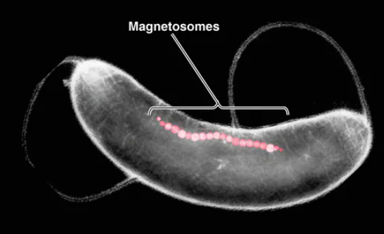 <p><span>impart a magnetic dipole on a cell, allowing it to orient itself in a magnetic field</span></p>