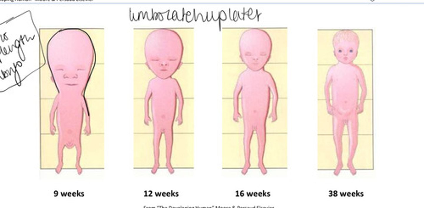 <p>9 weeks the head is around half of the CRL</p><p>this lessens from 12 wks as body length and lower limb growth accelerates</p>