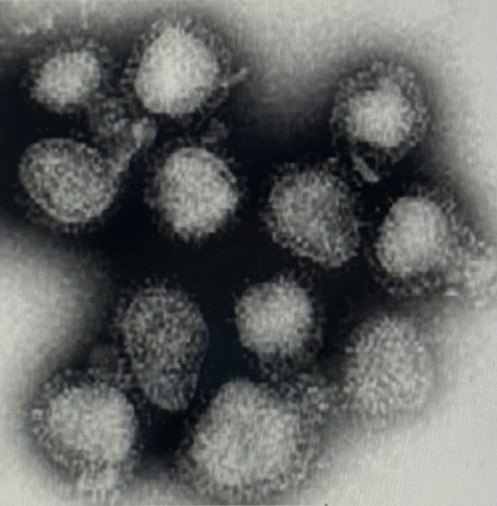 <p>Viren Kurzsteckbriefe Influenzaviren</p>