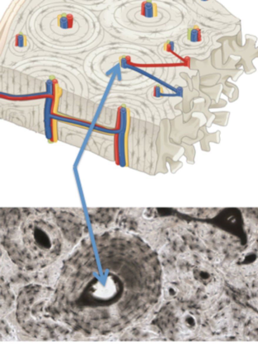 <p>Identify this compact bone passageway or tunnel.</p>
