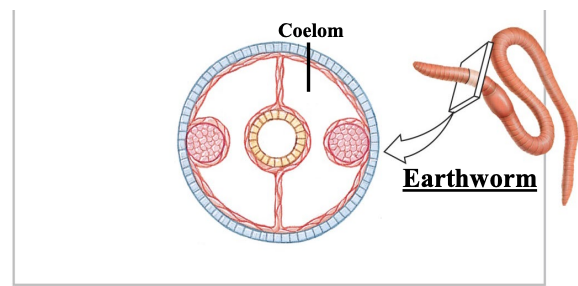 <p>true coelem lined with peritoneum (Arises from the mesoderm and forms a lining which surrounds organs/gut/structures that have grown in the coelem); e.g. earthworm</p>
