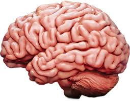 <p>brain</p>