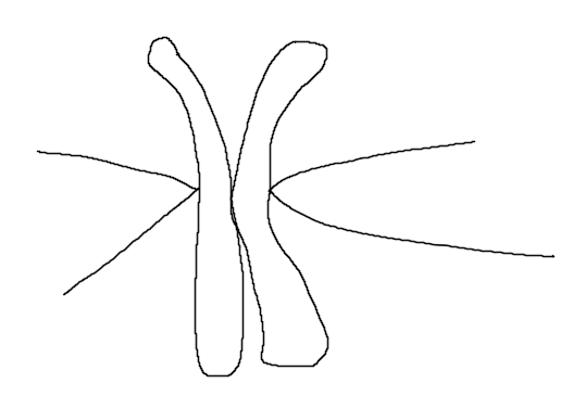 <p>Chromosoom: beide ‘worsten‘</p><p>Centromeer: raakpunt van de 2</p><p>Microtubili/trekdraden: de ‘slierten‘ die uit het chromosoom komen</p><p>Kinetochoor: raakpunt van de microtubili met het chromosoom</p><p>Zusterchromatiden: beide ‘worsten‘</p>