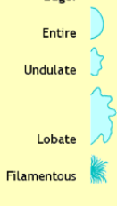 <p>Entire (smooth); Undulate (wavy); lobate (lobed); filamentous; rhizoid (branched-like roots)</p>