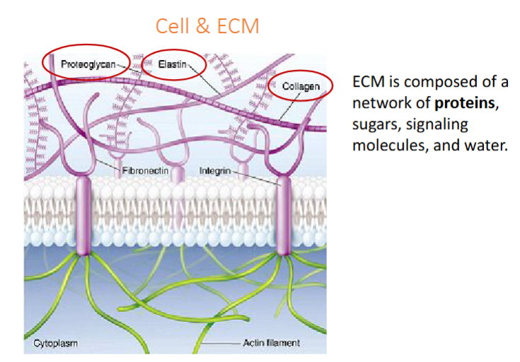 <ul><li><p>composed of network of proteins, sugars, signaling molecules, water</p></li><li><p>Proteoglycans, elastin, collagen</p></li><li><p>regulates cell functions like growth, movement, differentiation, communication</p></li></ul><p></p>