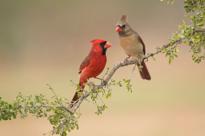 <p>Northern Cardinal (song)</p>