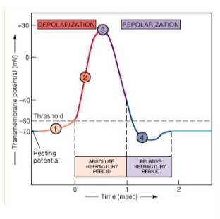 <p>Time when no new AP can fire (Na+ channels inactivated).</p>