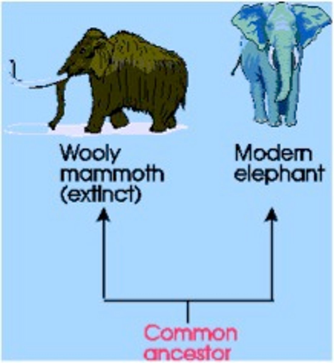 <p>Change in a kind of organism over time; process by which modern organisms have descended from ancient organisms.</p>