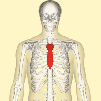 <p>The breastbone located in the center of the chest.</p>