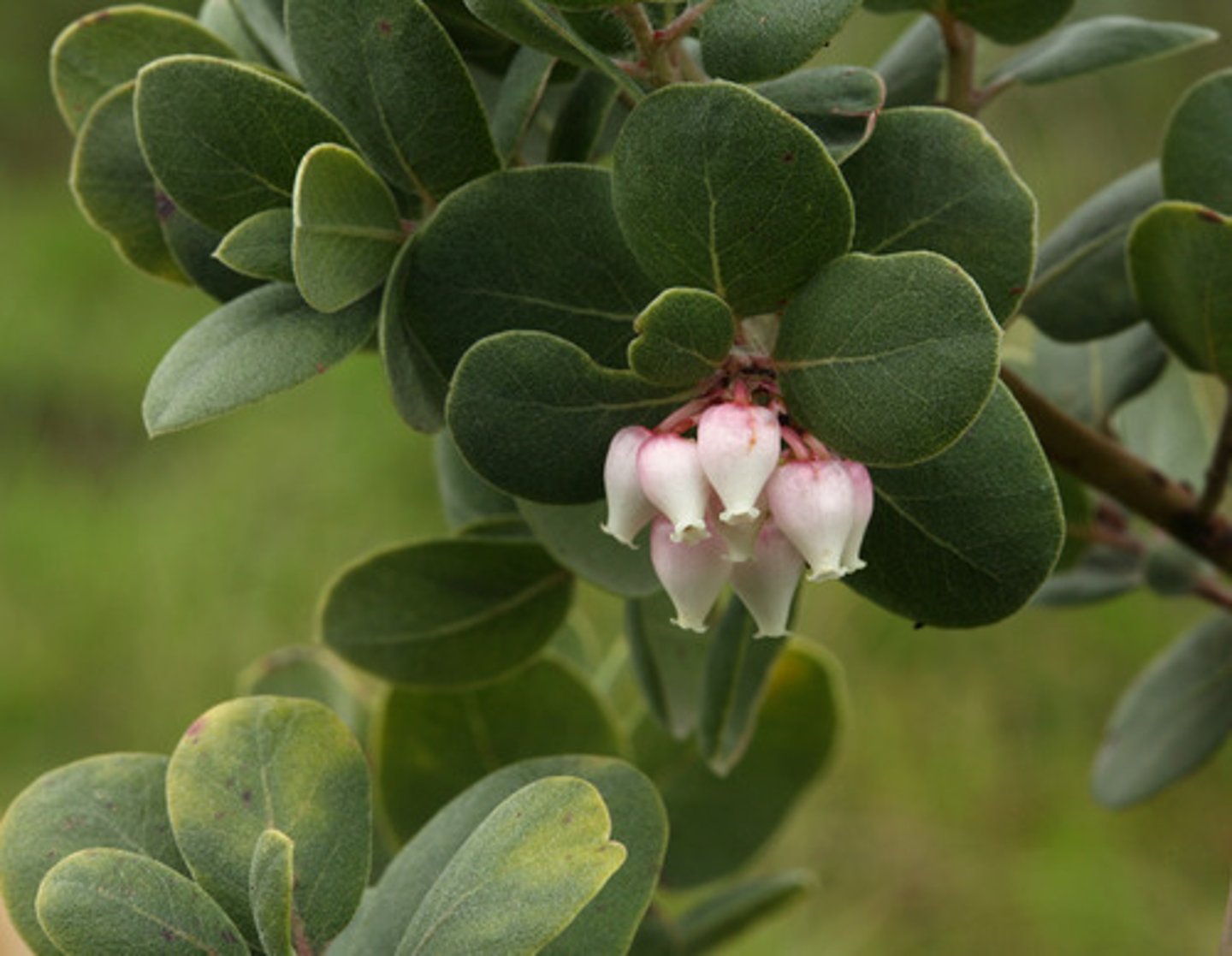 <p>Traits: Fog-influenced shrubland; high endemism; often restricted to coastal ridges.</p><p>Plant Adaptations: Fog capture, thick leaves, fire adaptation, slow growth.</p>