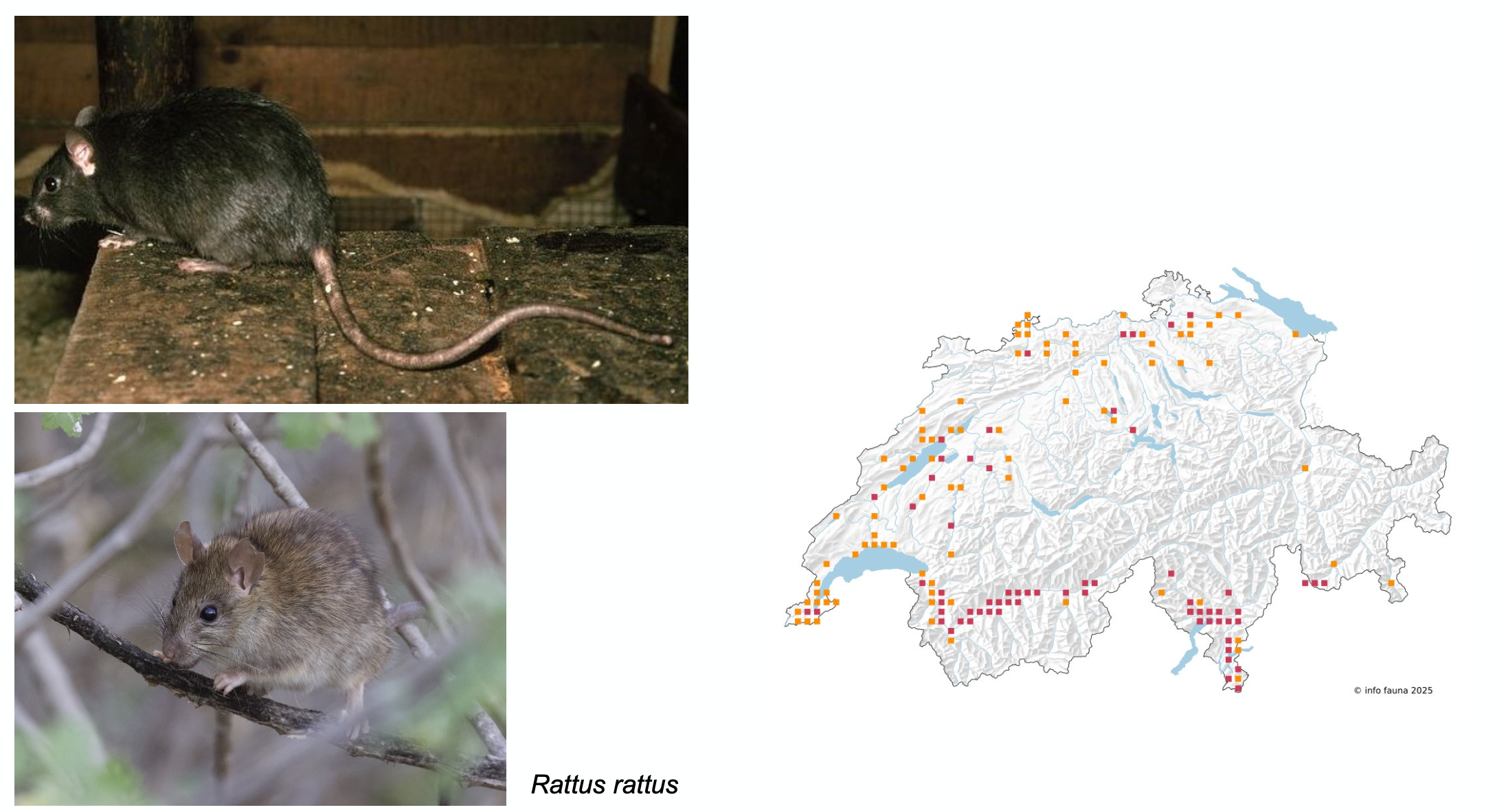 <p><strong>Lebensraum</strong></p><p class="p1">warm und trocken, Siedlungsnah (Scheunen, Heuböden), Kastanienwälder</p>
