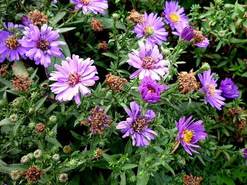 <p>Asters Asteraceae</p>