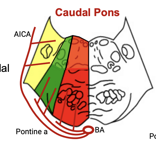 <p>Name the Arteries</p>