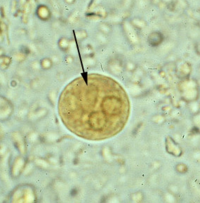 term image