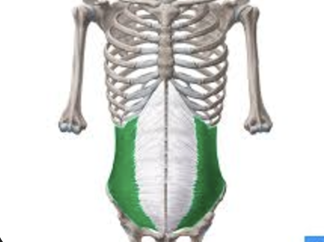 <ul><li><p>deep to external oblique</p></li><li><p>laterally flexes/rotates spine</p></li></ul><p></p>