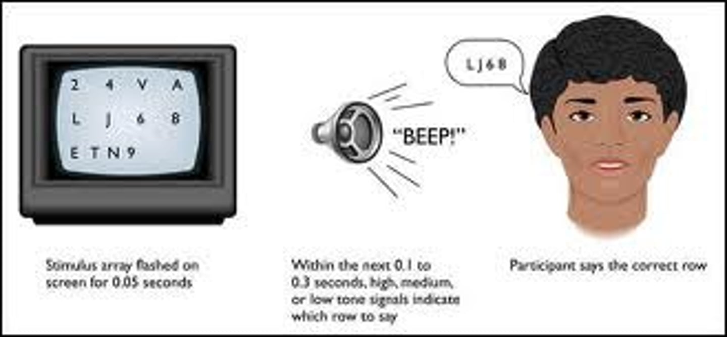 <p>a momentary sensory memory of auditory stimuli</p>