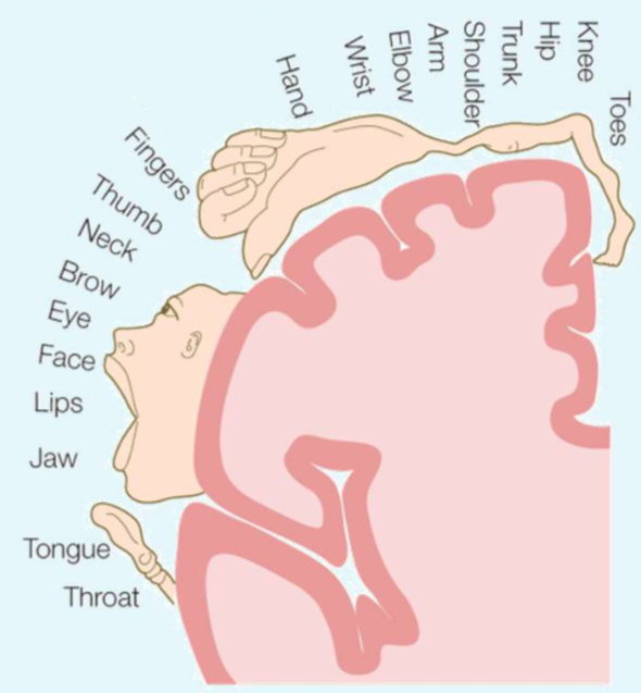 <p>Which cortex does this homunculus represent?</p>
