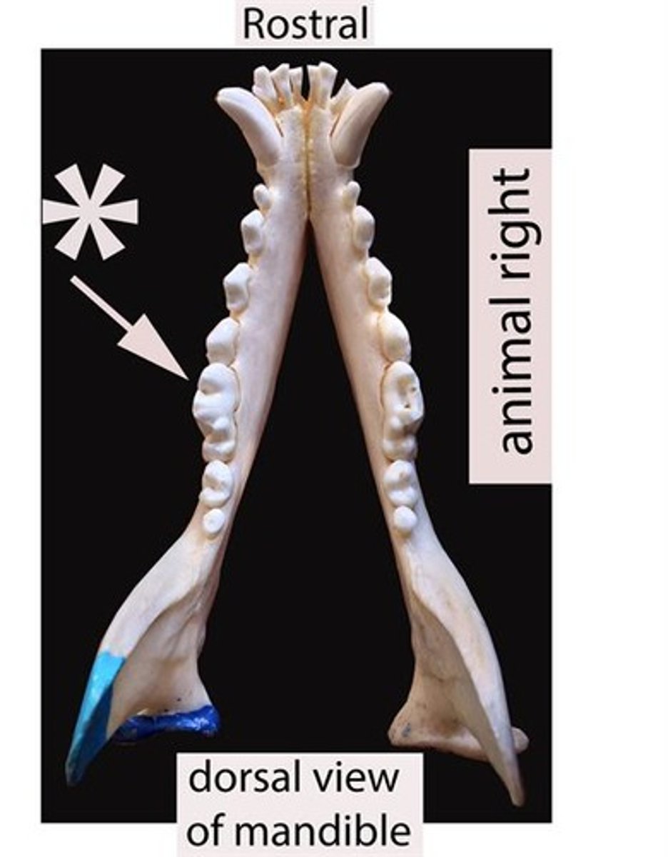 <p>Identify the general type of tooth the arrow is pointing to</p>