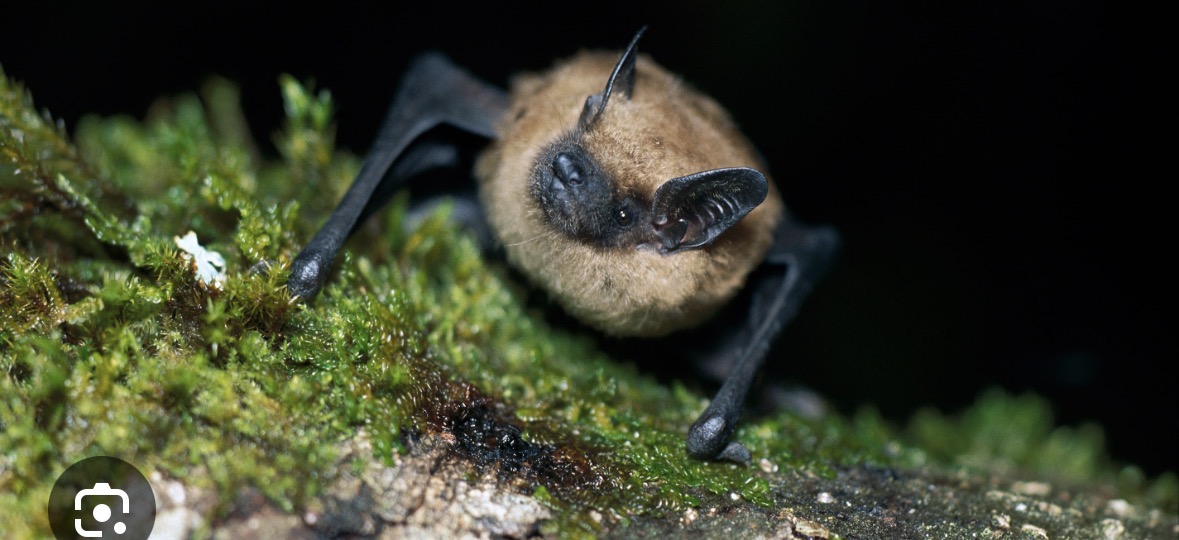 <p>big brown bat </p>